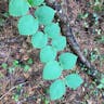 Hobblebush (Viburnum lantanoides)-i