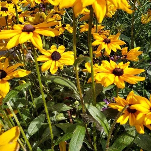 アラゲハンゴンソウ（荒毛反魂草） (Rudbeckia hirta)-i