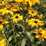 アラゲハンゴンソウ（荒毛反魂草） (Rudbeckia hirta)-i