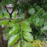 Formosan ash (Fraxinus griffithii)-i