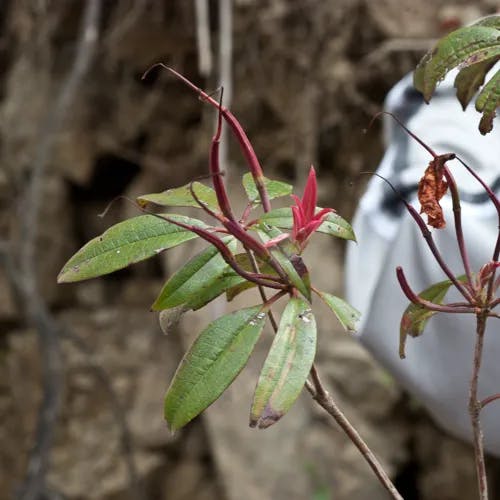 セイシカ（聖紫花） (Rhododendron latoucheae)-i