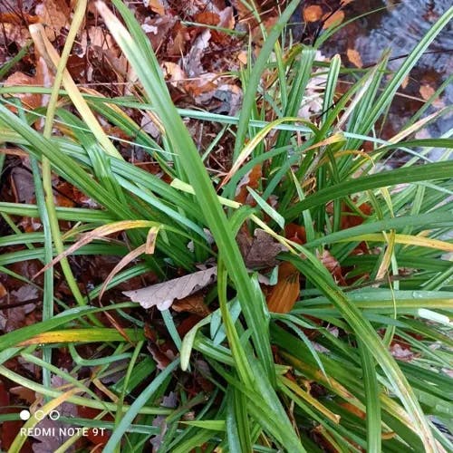 River-lily (Hesperantha coccinea)-i