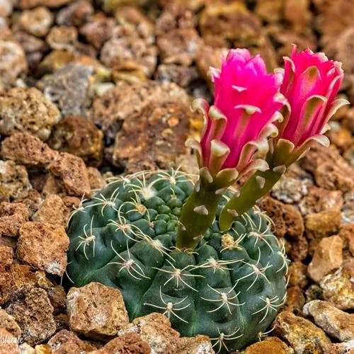 Spider cactus (Gymnocalycium denudatum)-i