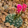 Spider cactus (Gymnocalycium denudatum)-i