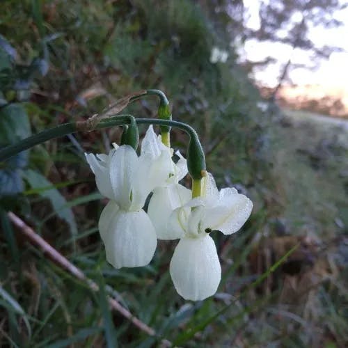 Angel's-tears (Narcissus triandrus)-i