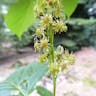 ヒトツバカエデ（一葉楓） (Acer distylum)-i