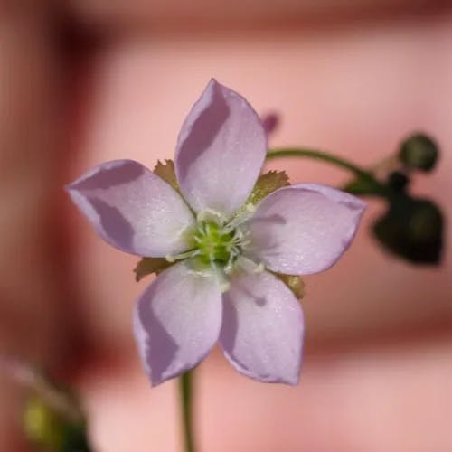 イシモチソウ（石持草） (Drosera peltata)-i