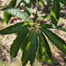 Chestnut-leaf oak (Quercus castaneifolia)-i