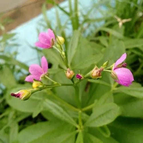 Fameflower (Talinum paniculatum)-i