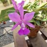 walker's cattleya (Cattleya walkeriana)-i