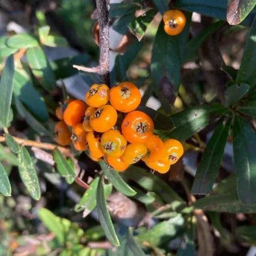 タチバナモドキ（橘擬） (Pyracantha angustifolia)-i