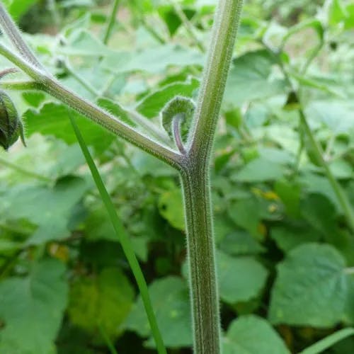 ブドウホオズキ（葡萄酸漿） (Physalis peruviana)-i