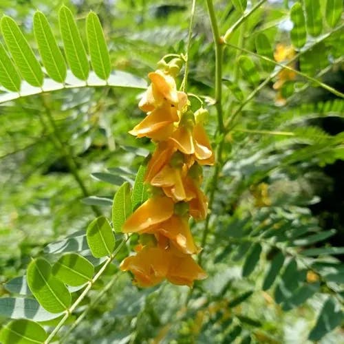 Poison bean (Sesbania drummondii)-i