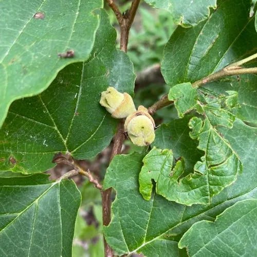 ウィッチヘーゼル (Hamamelis virginiana)-i