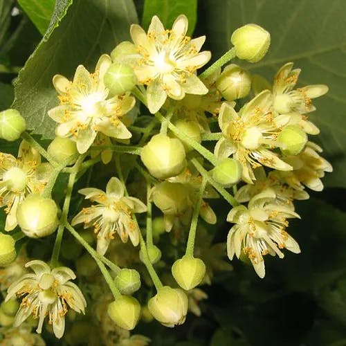 オオバボダイジュ（大葉菩提樹） (Tilia maximowicziana)-i