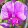 スイートピー (Lathyrus odoratus)-i