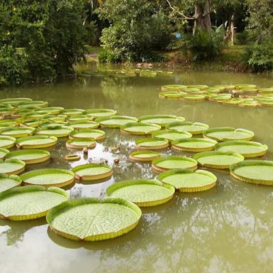 Amazon water-lily