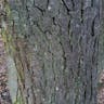 ヨーロッパハンノキ（欧洲榛の木） (Alnus glutinosa)-i