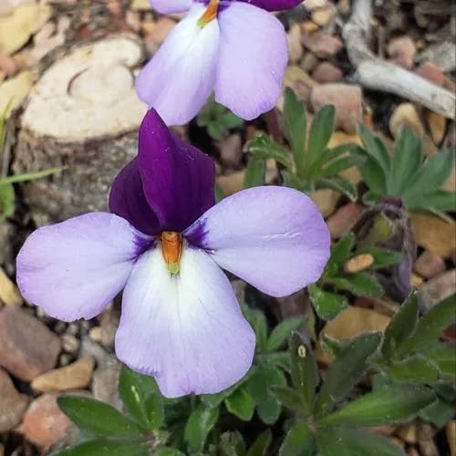 Bird-foot violet (Viola pedata)-i