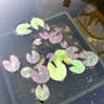 Pygmy water-lily (Nymphaea tetragona)-i