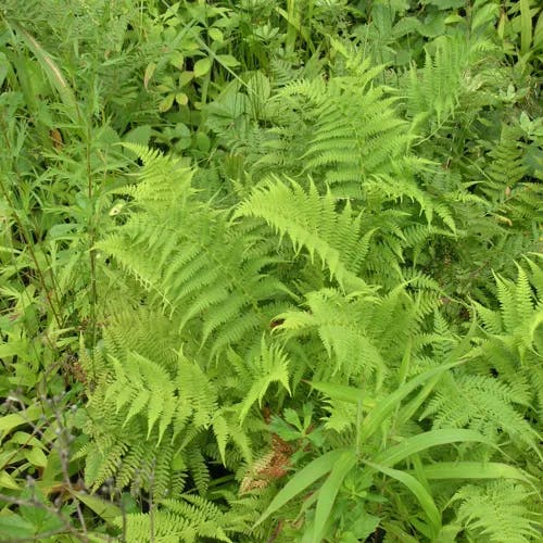 ヘビノネゴザ（蛇寝茣蓙） (Athyrium yokoscense)-i