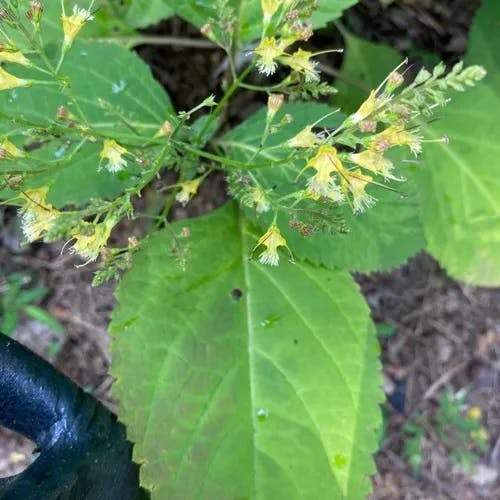 Northern horsebalm (Collinsonia canadensis)-i