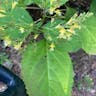 Northern horsebalm (Collinsonia canadensis)-i