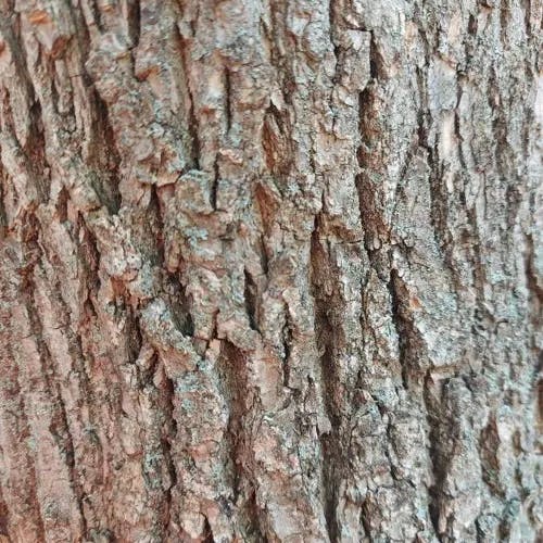 クヌギ（椚） (Quercus acutissima)-i