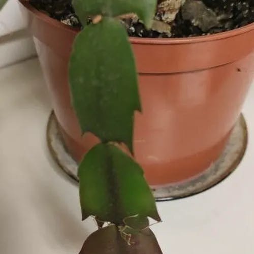 カニサボテン（蟹サボテン） (Schlumbergera truncata)-i