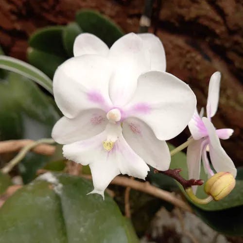 コチョウラン（胡蝶蘭） (Phalaenopsis aphrodite)-i