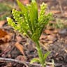 ナツノハナワラビ（夏花蕨） (Botrychium virginianum)-i