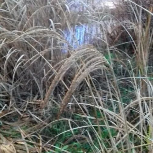 ススキ（薄） (Miscanthus sinensis)-i