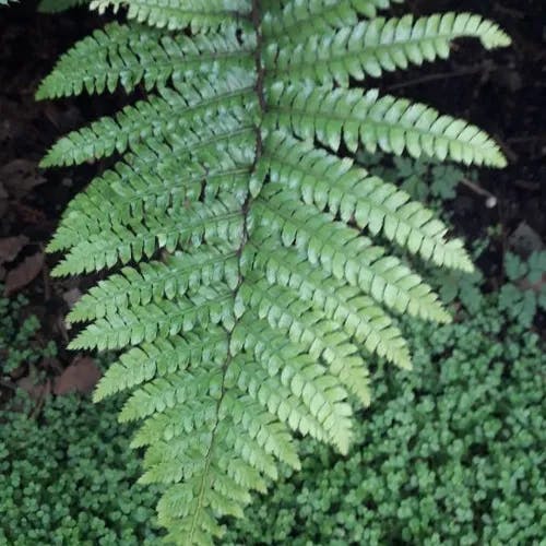 ヤマイヌワラビ（山犬蕨） (Athyrium vidalii)-i