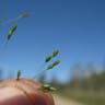 ヌカキビ（糠黍） (Panicum bisulcatum)-i