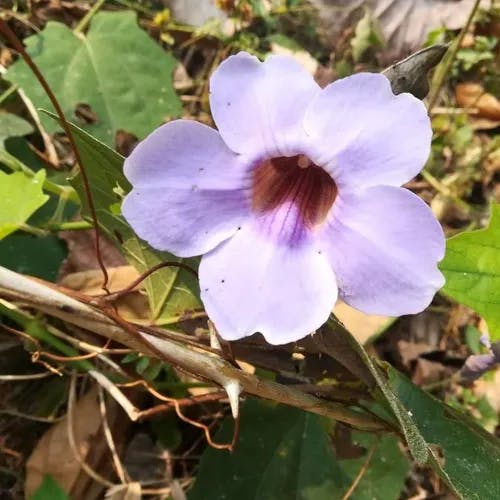 ベンガルヤハズカズラ（ベンガル矢筈蔓） (Thunbergia grandiflora)-i