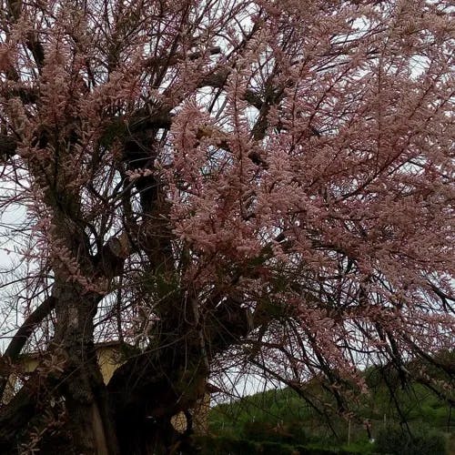 ギョリュウ（御栁） (Tamarix chinensis)-i