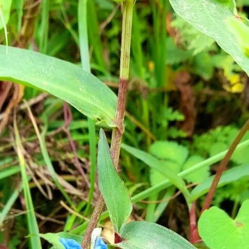 Commelina (Commelina tuberosa)-i