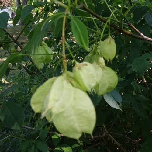 American bladdernut (Staphylea trifolia)-i