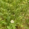 カスミソウ（霞草） (Gypsophila elegans)-i