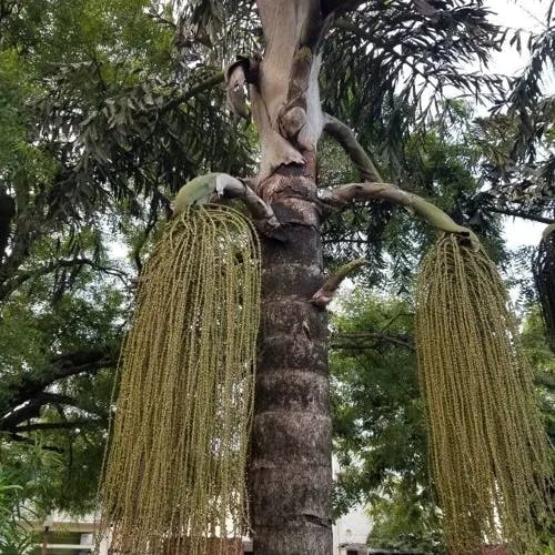 Jaggery palm (Caryota urens)-i