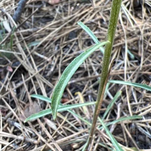 Western wallflower (Erysimum asperum)-i