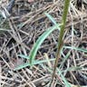 Western wallflower (Erysimum asperum)-i