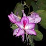 フイリソシンカ（斑入り蘇芯花） (Bauhinia variegata)-i