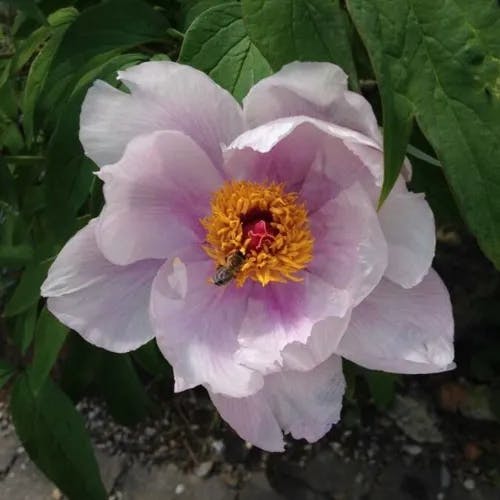 オランダシャクヤク（阿蘭陀芍薬） (Paeonia officinalis)-i