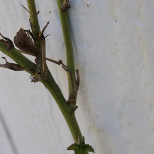 Pennsylvania blackberry (Rubus pensilvanicus)-i