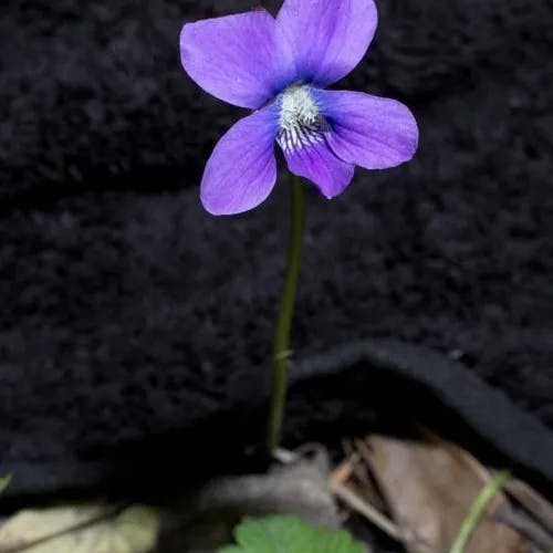 アメリカスミレサイシン（亜米利加菫細辛） (Viola sororia)-i