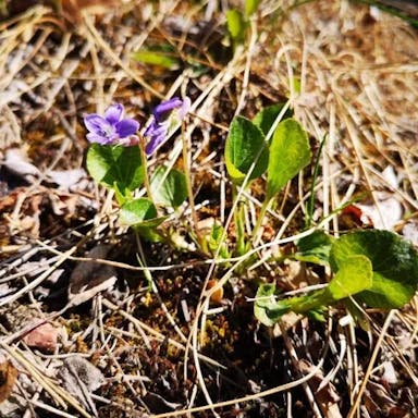 Early-blue violet