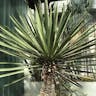 Spanish dagger (Yucca faxoniana)-i