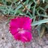 Cheddar pink (Dianthus gratianopolitanus)-i