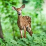 ニホンジカと森林生態系の未来を探る　千葉大学 梅木教授にインタビュー